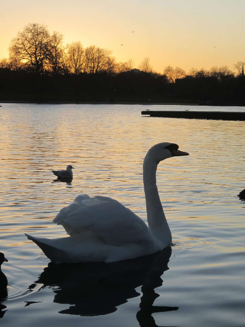 swan in hyde park
