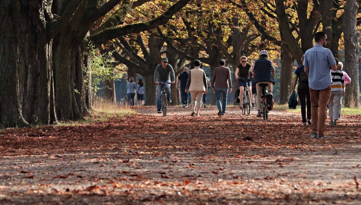 People walking and cycling under trees with autumn leaves around