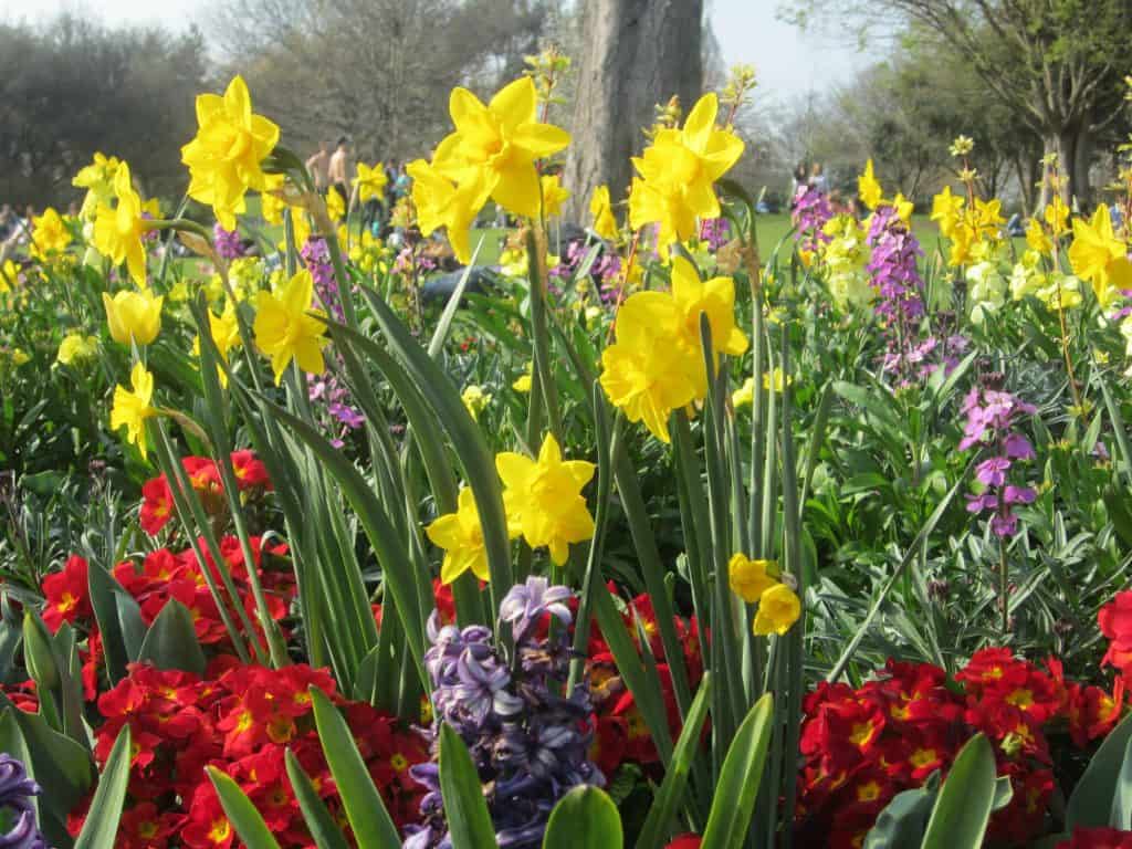 flowers in London