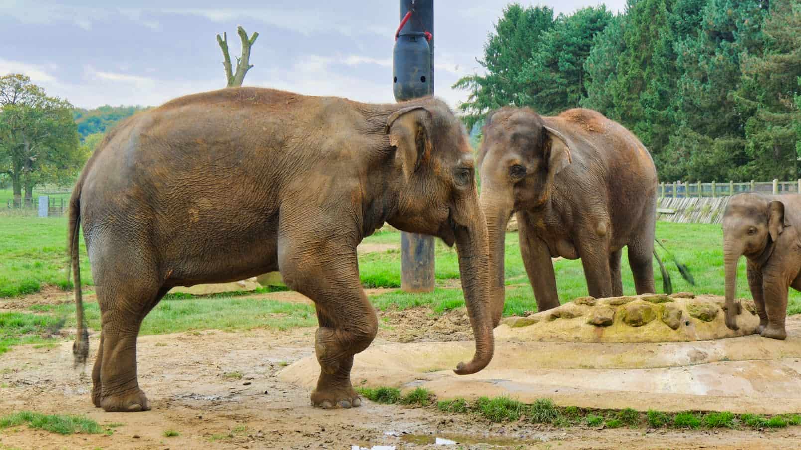 An elephant standing on three legs