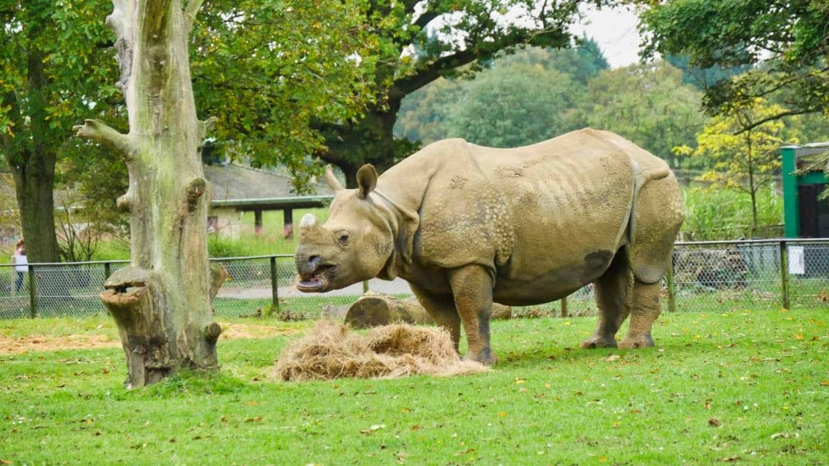 A Rhino eating hay