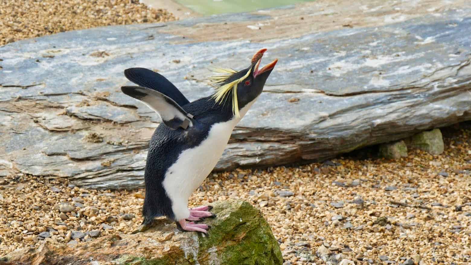 A penguin standing on a rock calling