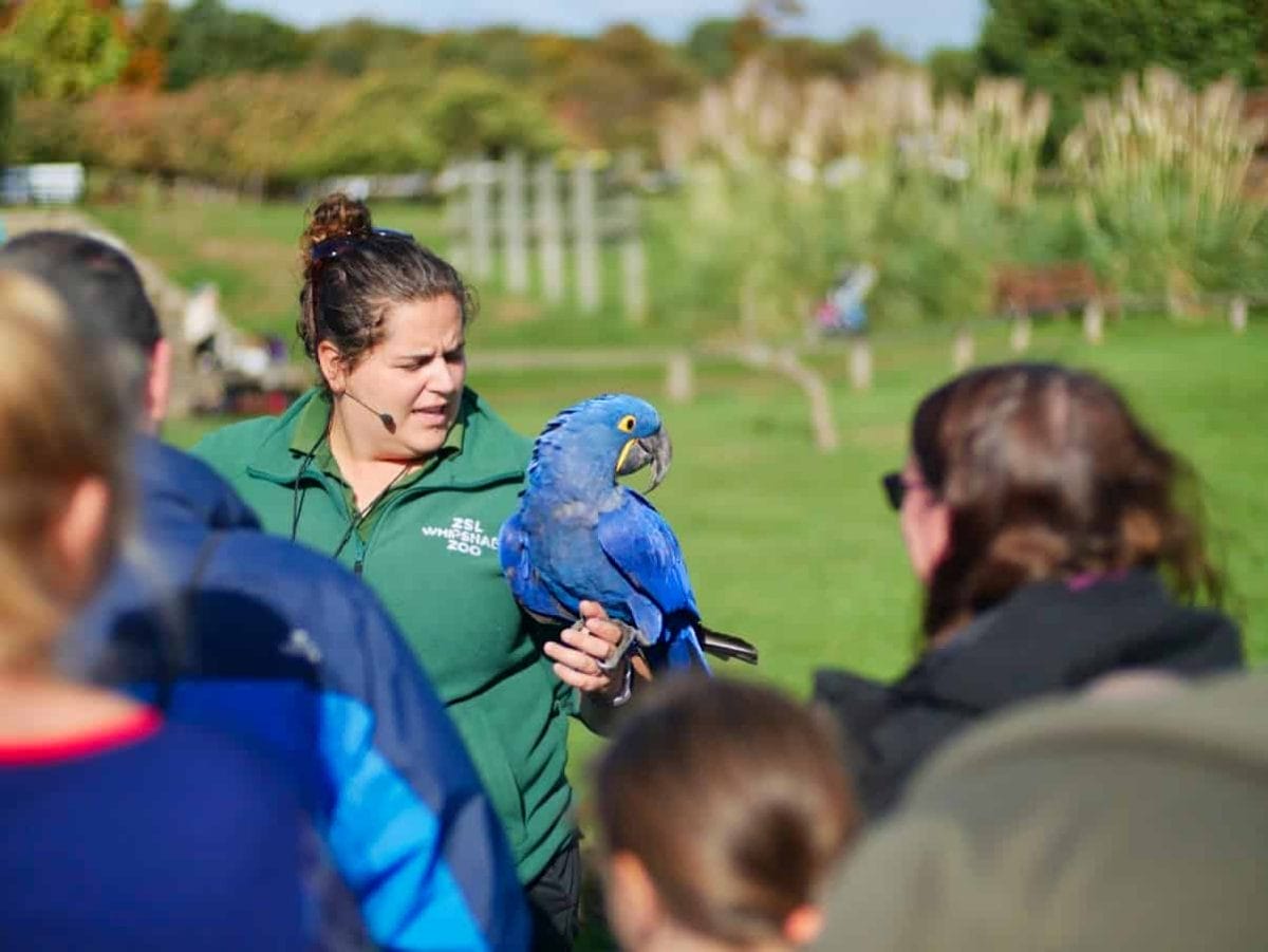 A zookeeper holding a blue parrot