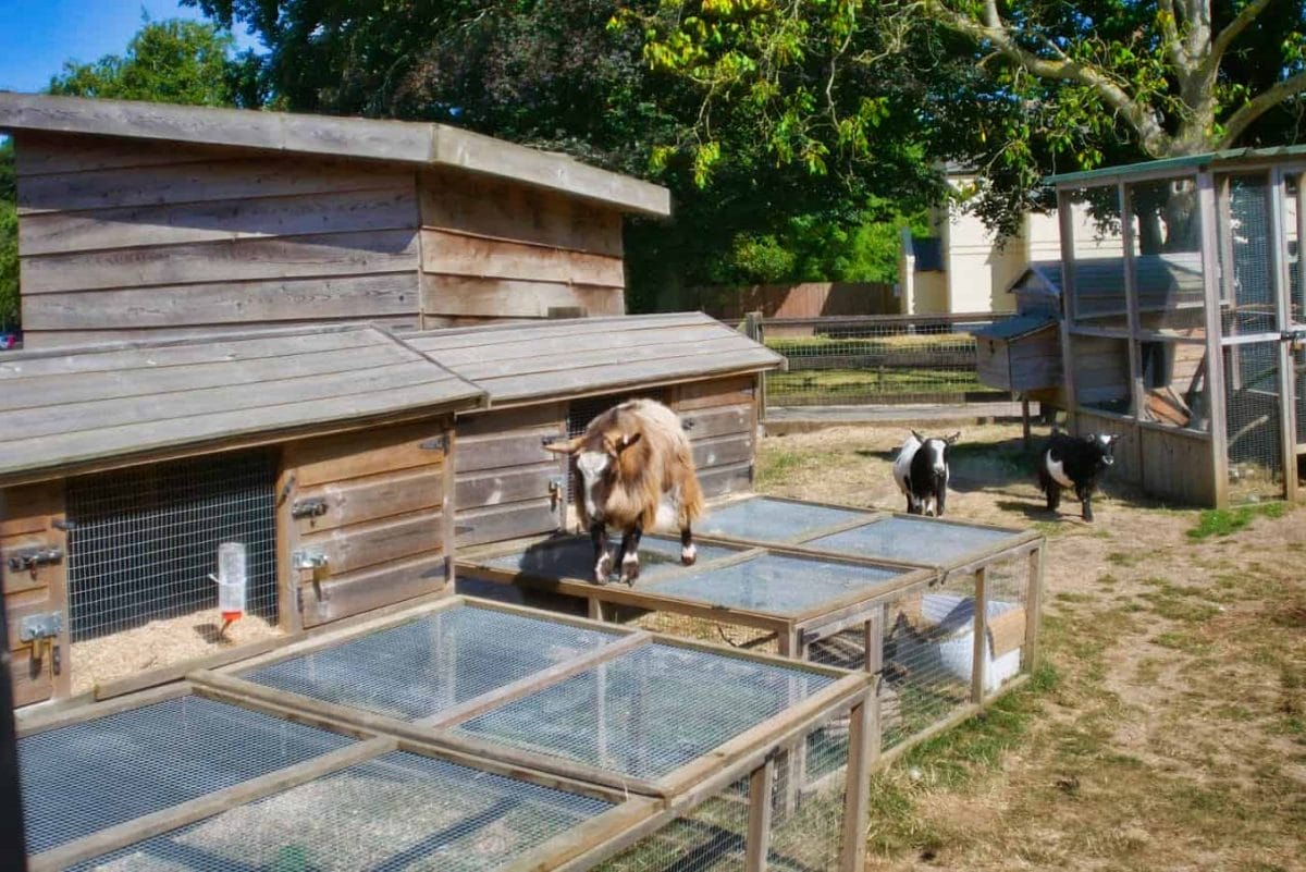 A goat standing on top of a chicken pen