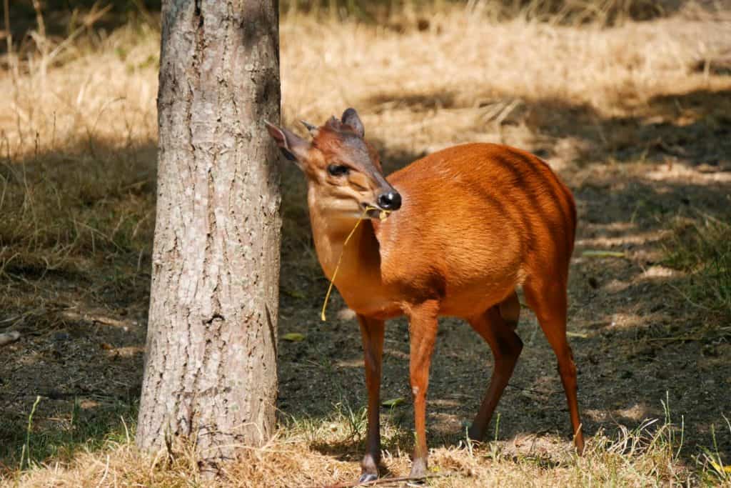 A small deer-like animal chewing on some long grass