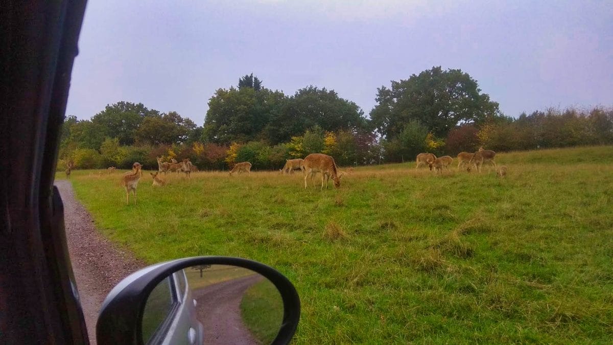 Deer-like animals seen from inside a car
