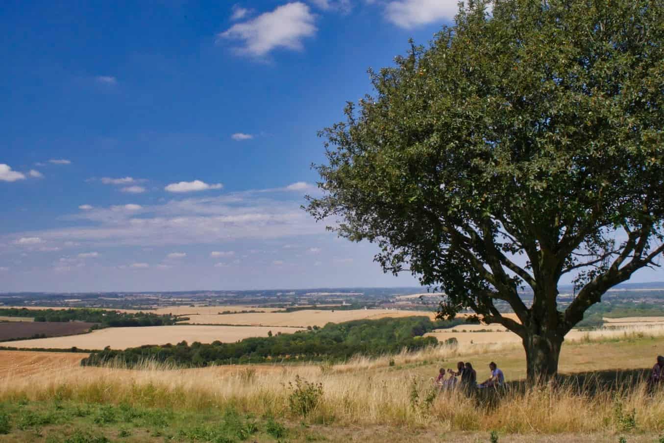 View over brown and green hills with tree in foreground and deep blue sky