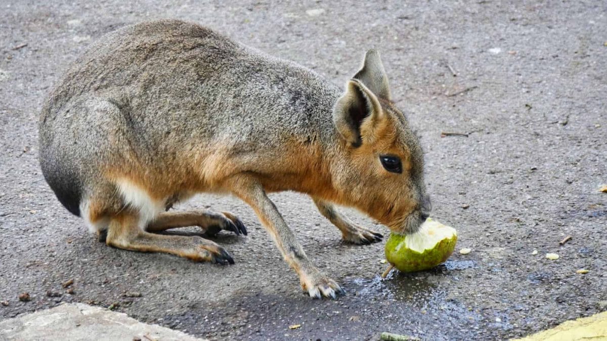 A Mara eating a pear