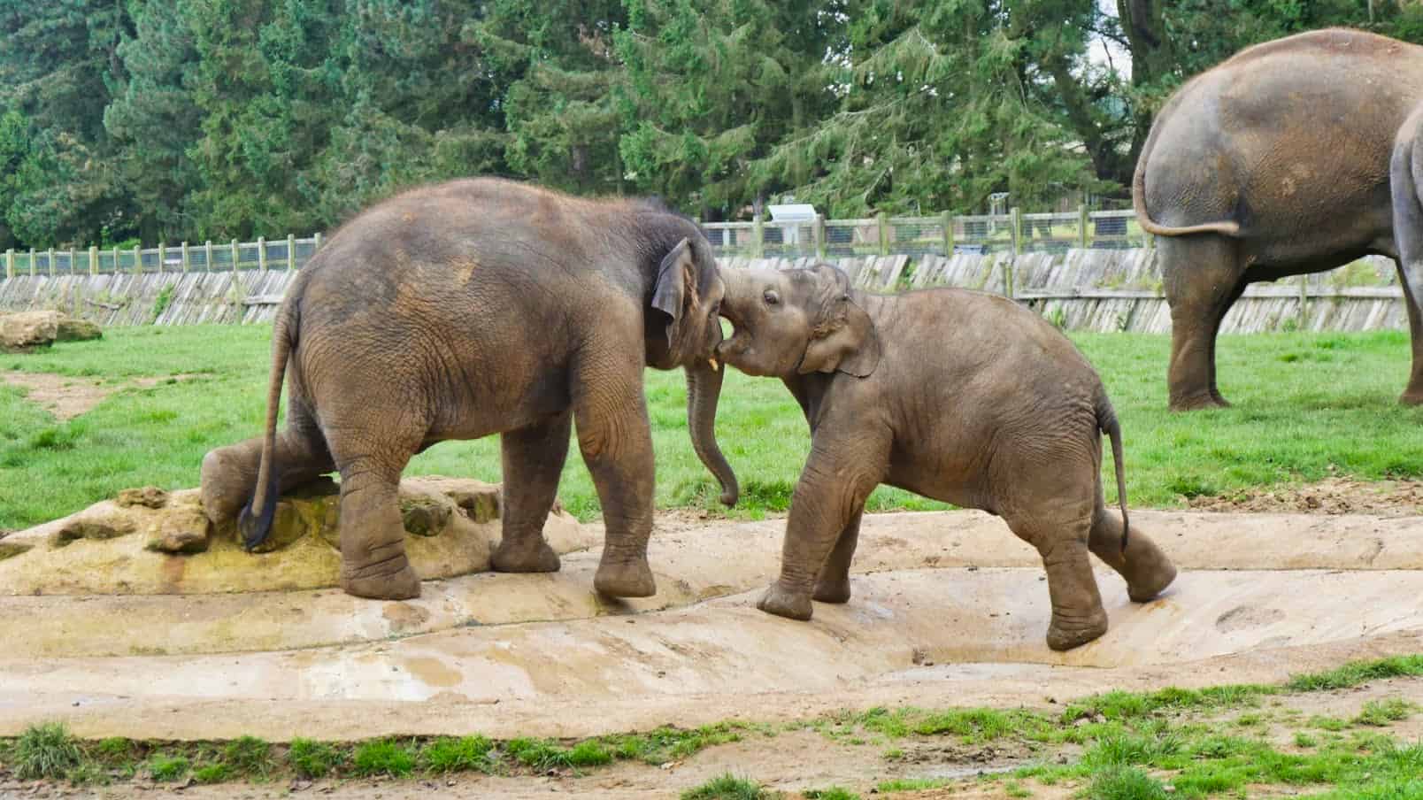 A baby elephant chewing her brother's face