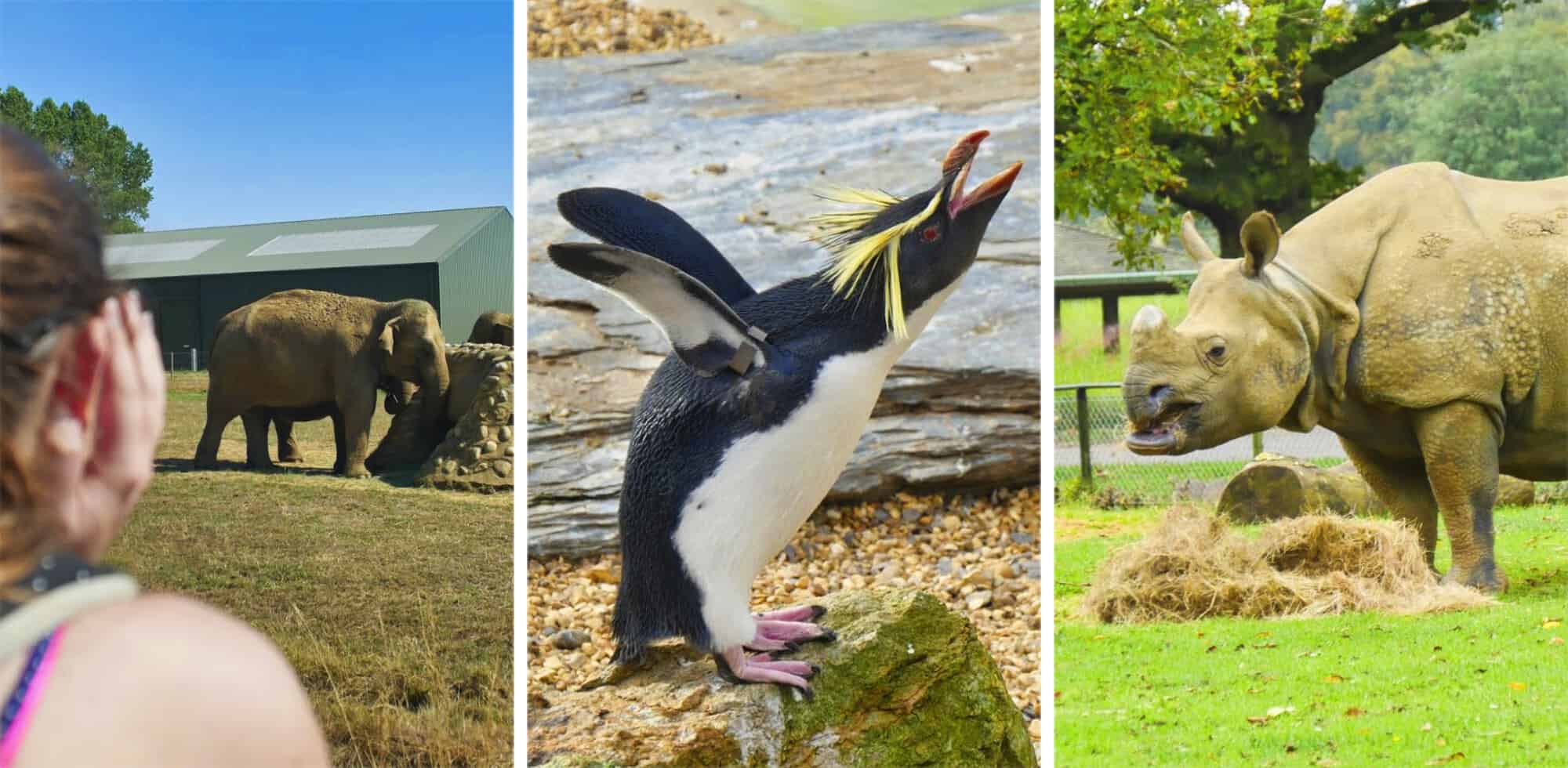 (Honest) ZSL Whipsnade Zoo Review: The Ultimate Guide for a Perfect Day Out via @girlsgonelondon