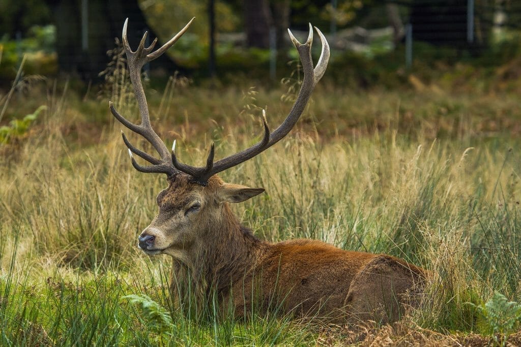 A deer with big antlers in Richmond Park London