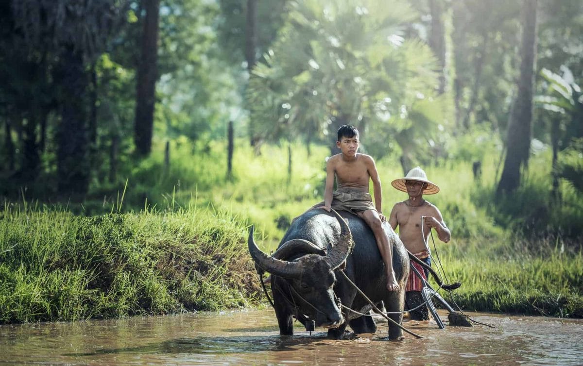 Two shirtless men riding on a buffalo in a river