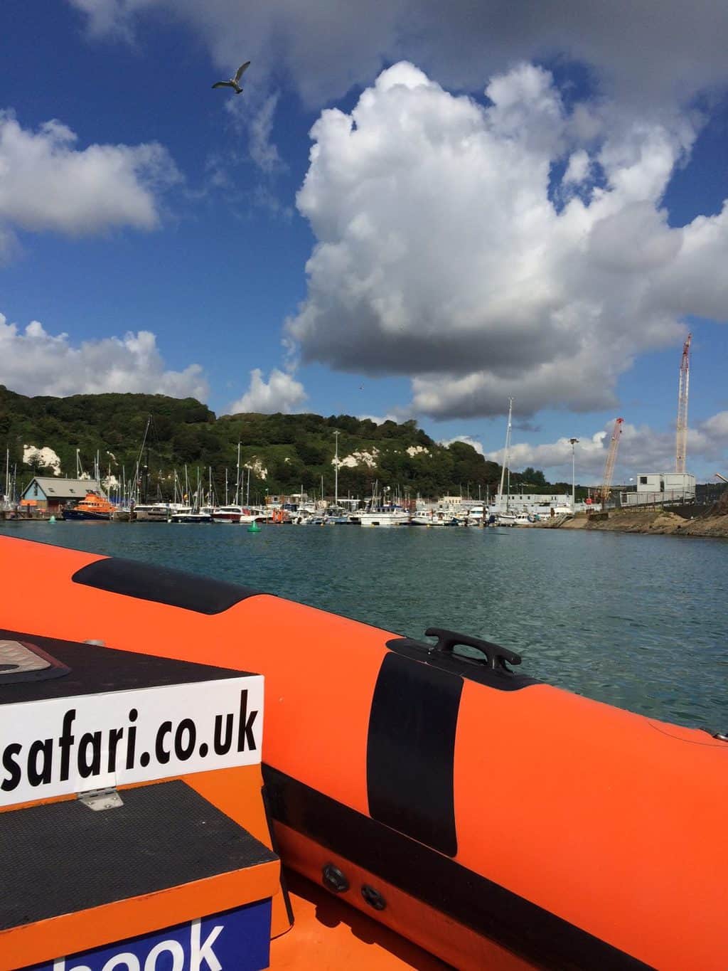 dover sea safari reviews