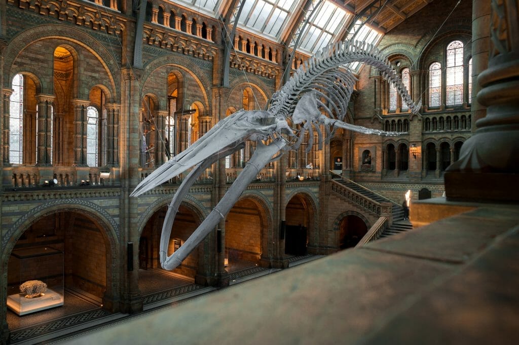 A whale skeleton in the Natural History Museum in London