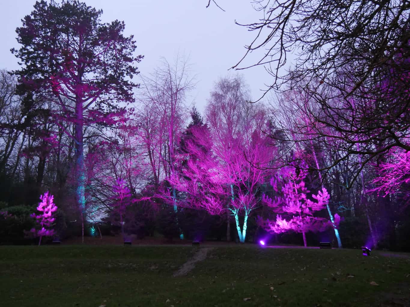 Trees lit up purple