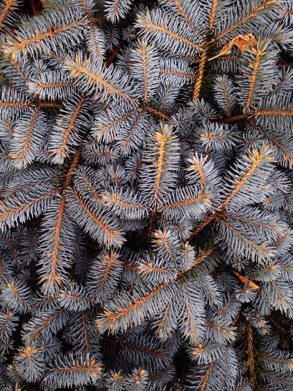Christmas tree branches