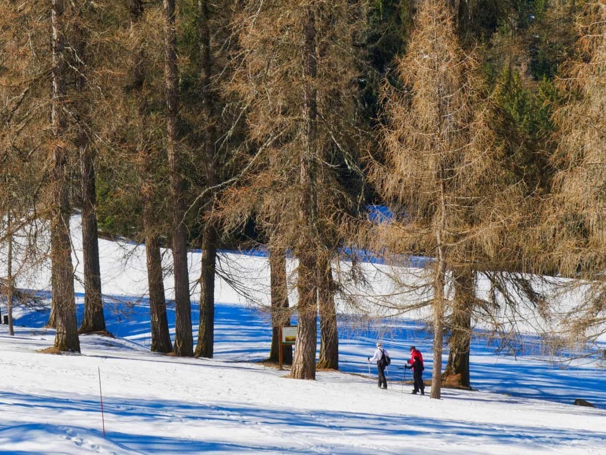 Hikers in the Site Nordique in Paradiski surrounded by trees and snow