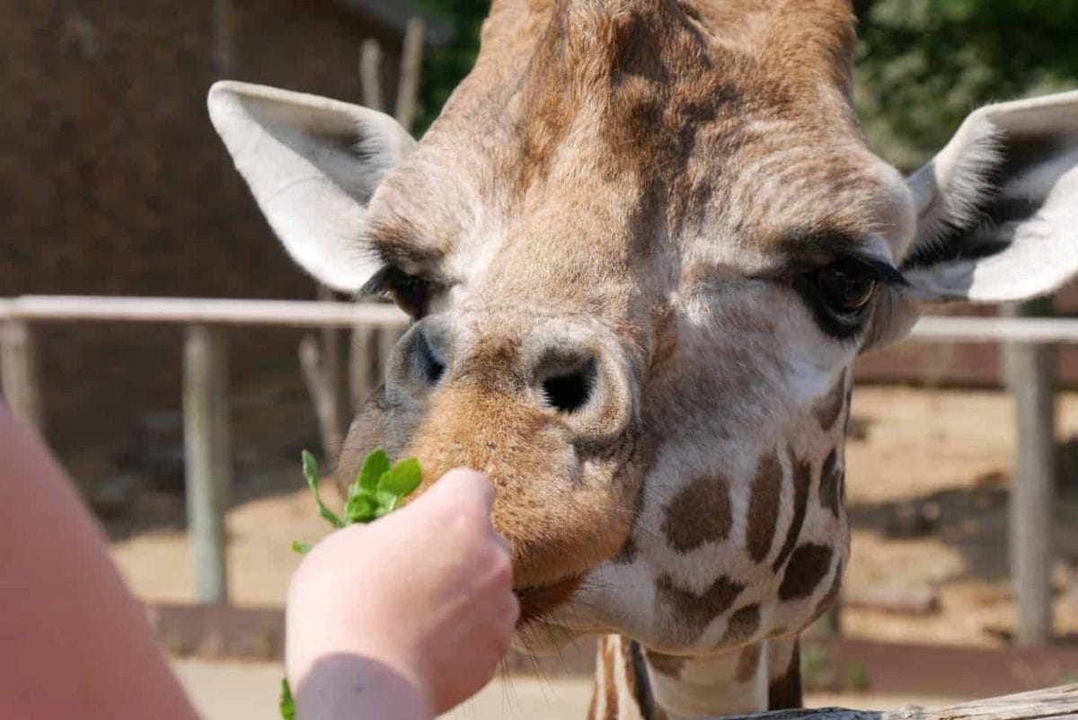 Girl feeding Giraffe mint at London Zoo