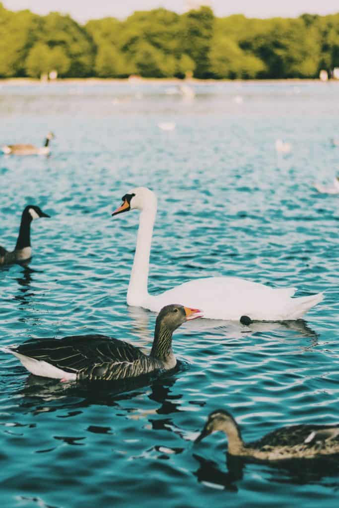 Swan in Hyde Park