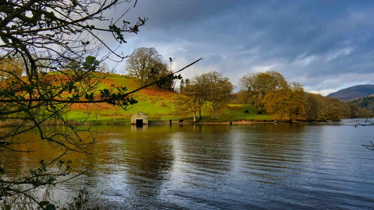 The reflection on a lake with a tree in the foreground and cows in the background