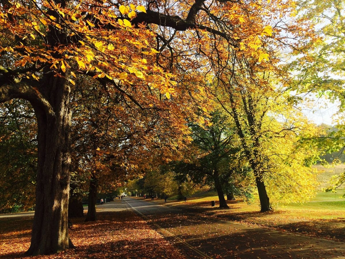 Leaves covering a pavement in London in the Fall with sun coming through