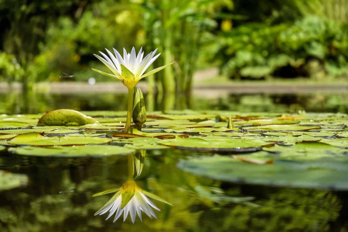 A water lily in a pong with a perfect reflection