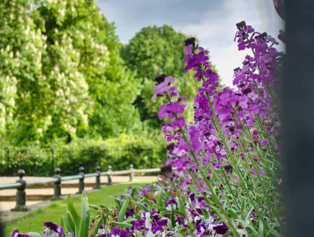 Purple flowers with green trees behind