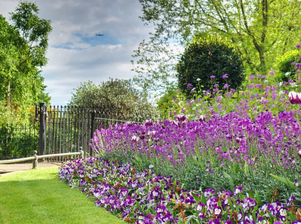 A row of purple flowers with a black iron fence behind and a plane in the sky