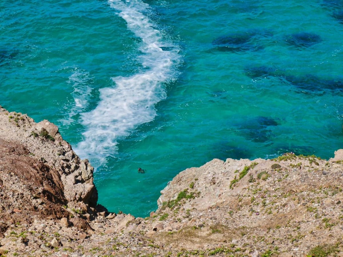 A seal from above in Kynance Cove looking at the camera