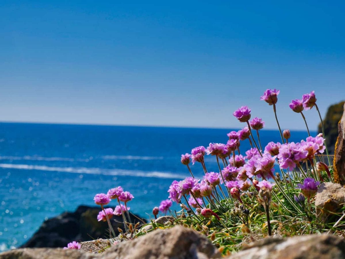 Purple flowers on a cliff over Kynance Cove