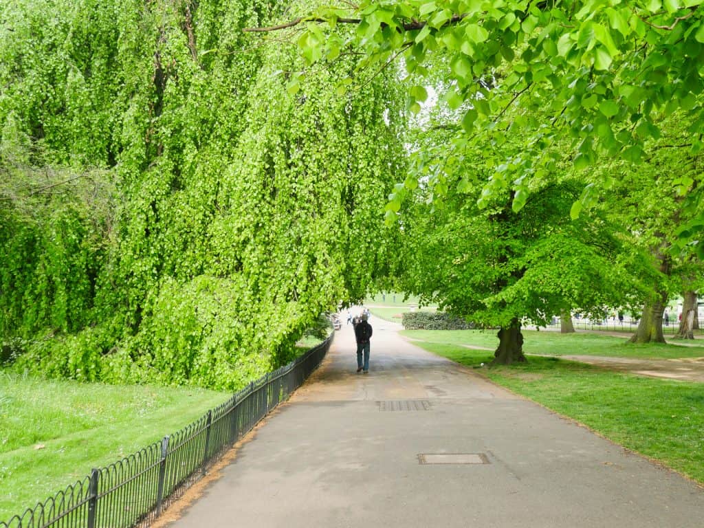 A man walking under a green tree over a path in Hyde Park, London