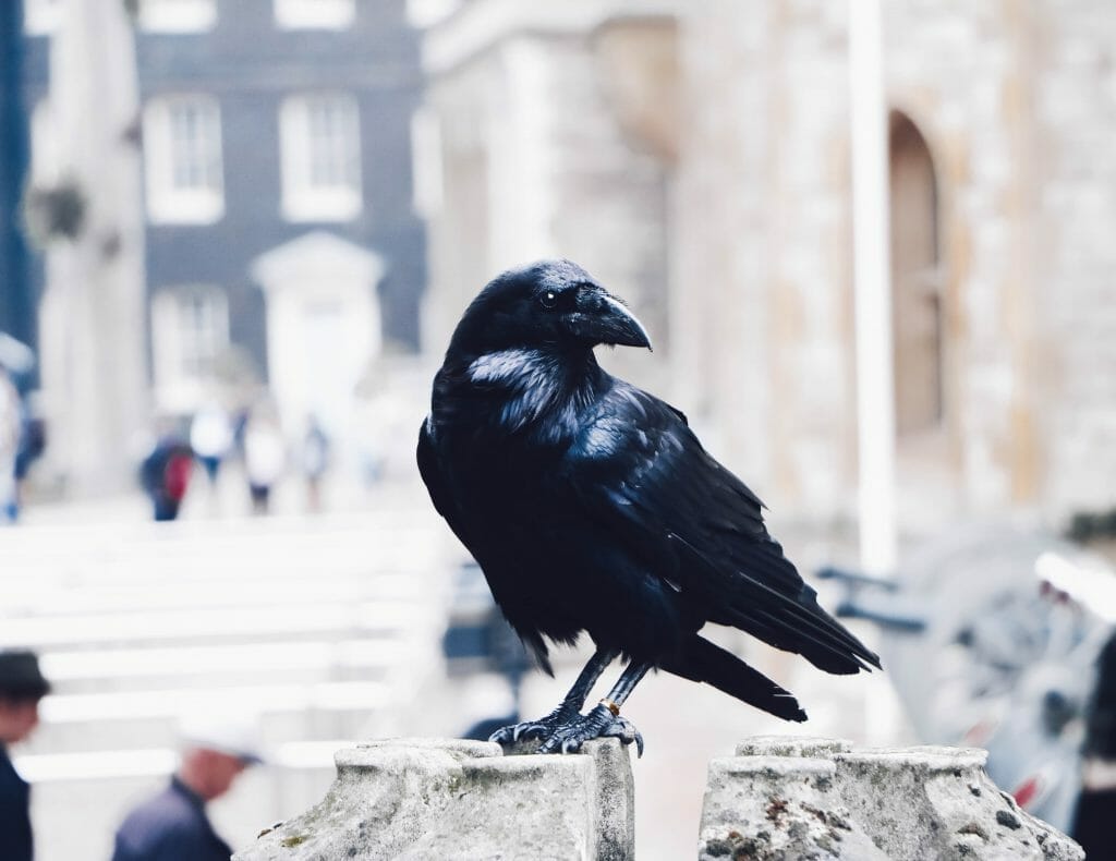 black raven at the tower of london