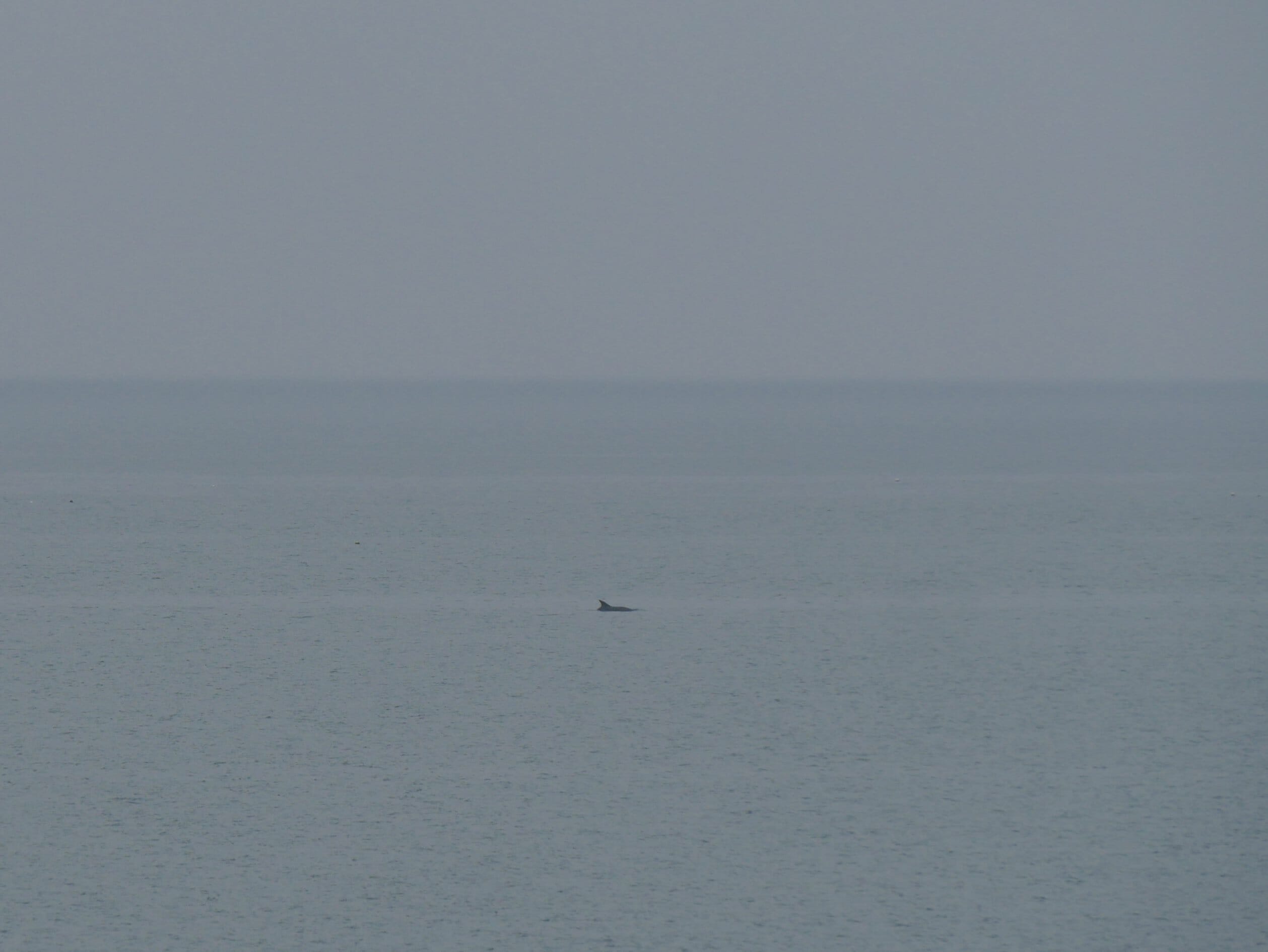A dolphin in New Quay, Wales