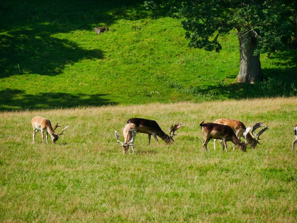 Some deer at Newton House in Wales