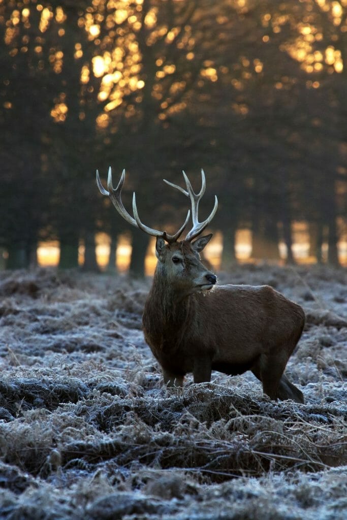 A deer with big antlers standing in a park with light snow on the brush around