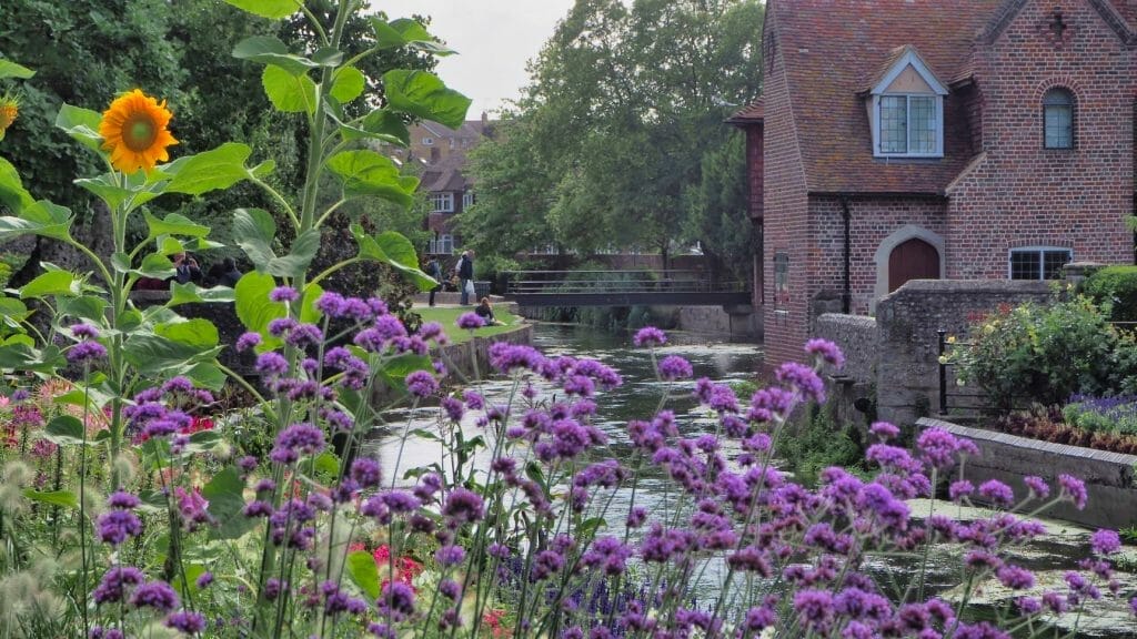 Purple flowers in front of a river with an old building on the other side and people looking in the river in things to do in Canterbury