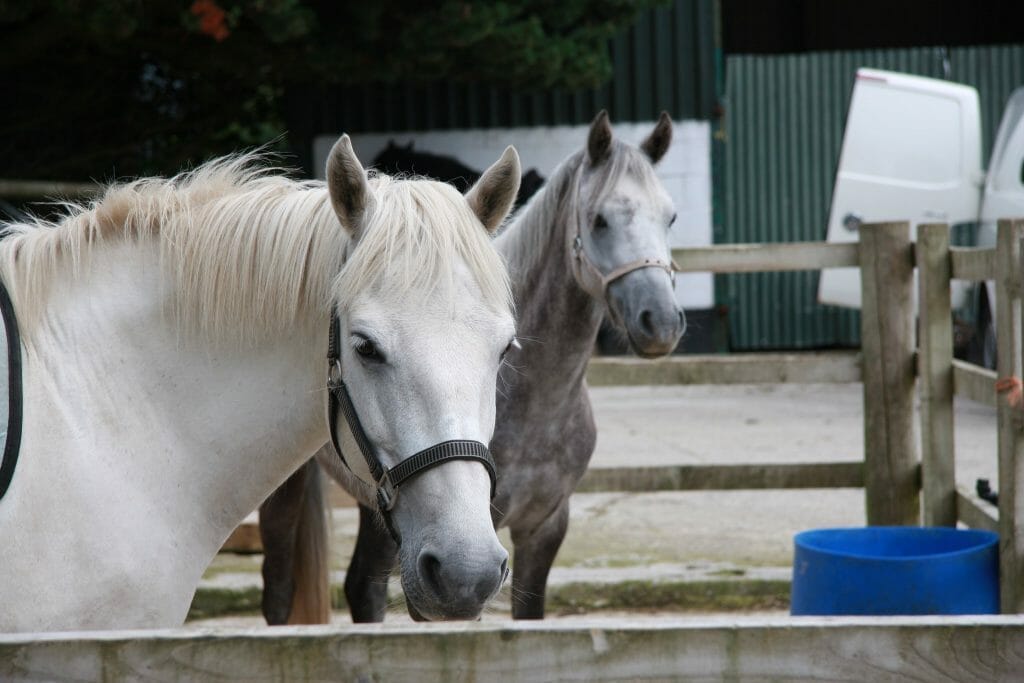 Horses in a stables in Snowdonia