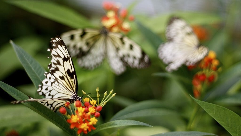 Butterflies on plants at Pili Palas Nature World