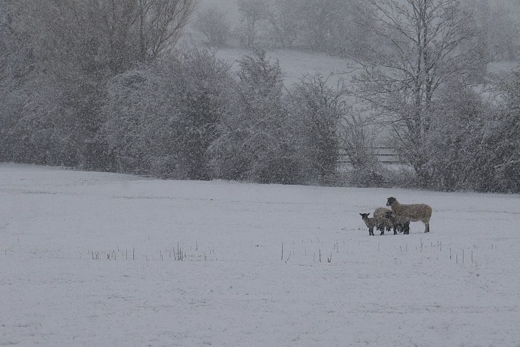 Some sheep in a snowy field in The Cotswolds, as it snows