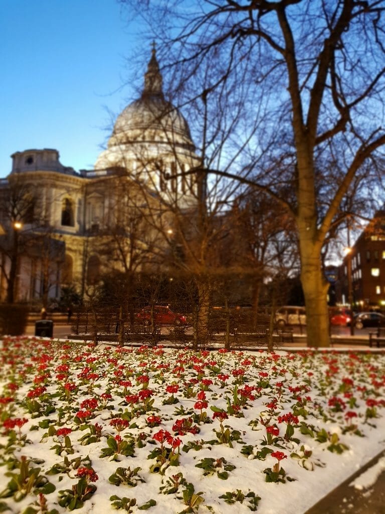 St Paul's Cathedral with snow in front with red flowers at night