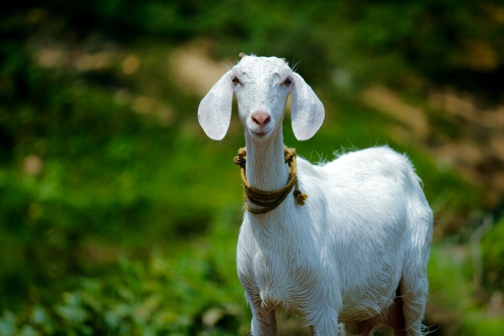 Goat at Bucks Goat Centre