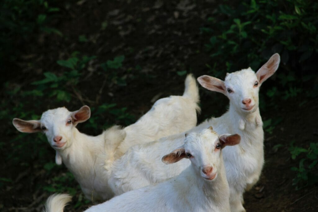 Bucks Goat Centre