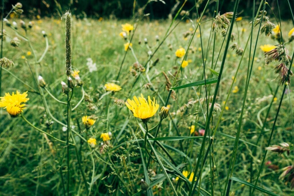 Flowers in a field