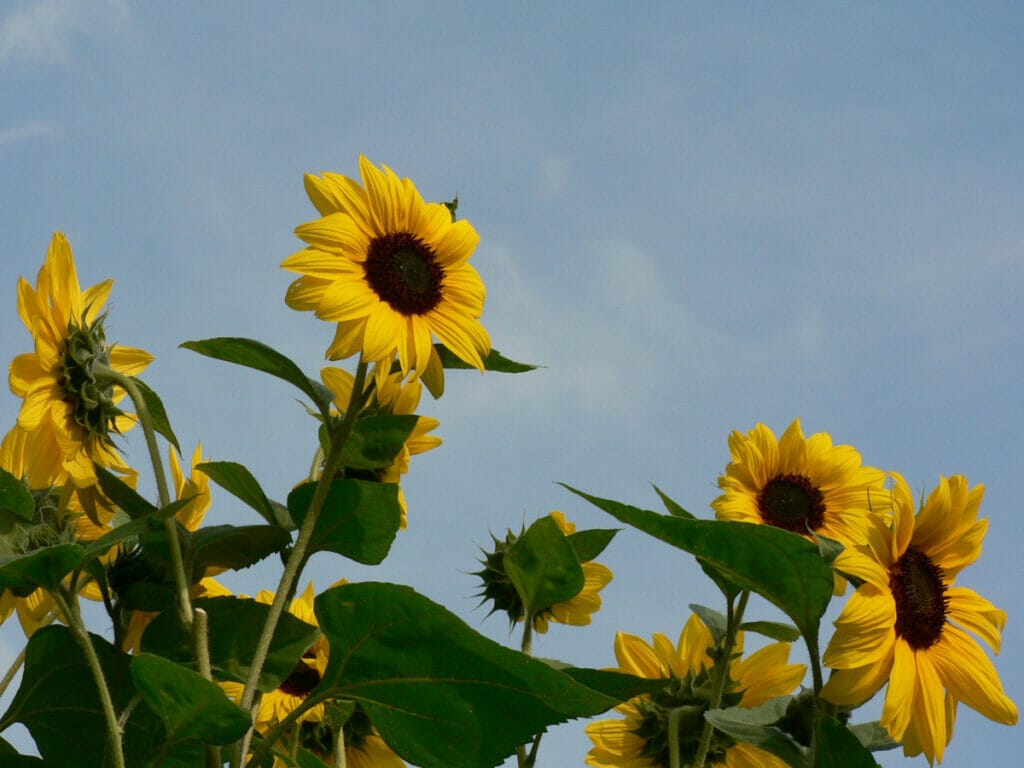 Sunflower fields in London