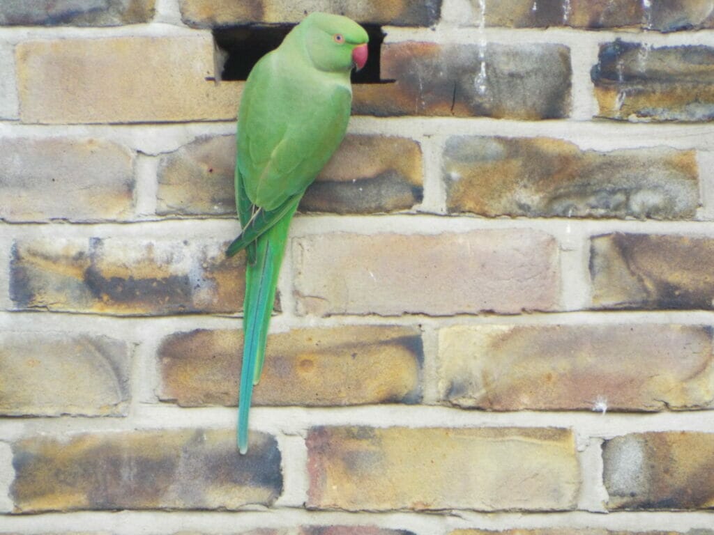 green London parakeet on brick wall
